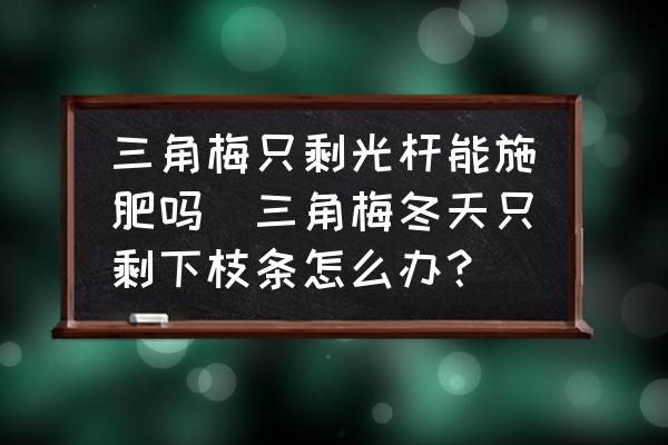三角梅只剩光桿能施肥嗎(三角梅冬天只剩下枝條怎么辦？)