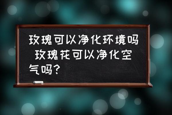 玫瑰可以凈化環(huán)境嗎 玫瑰花可以凈化空氣嗎？