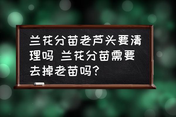 蘭花分苗老蘆頭要清理嗎 蘭花分苗需要去掉老苗嗎？