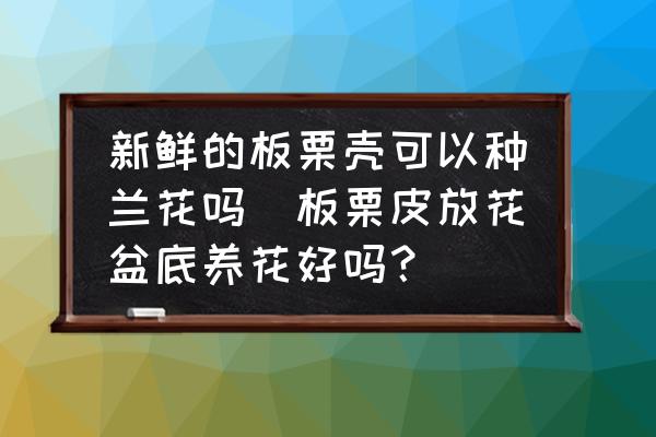 新鮮的板栗殼可以種蘭花嗎(板栗皮放花盆底養(yǎng)花好嗎？)