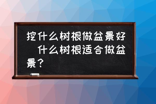 挖什么樹根做盆景好(什么樹根適合做盆景？)