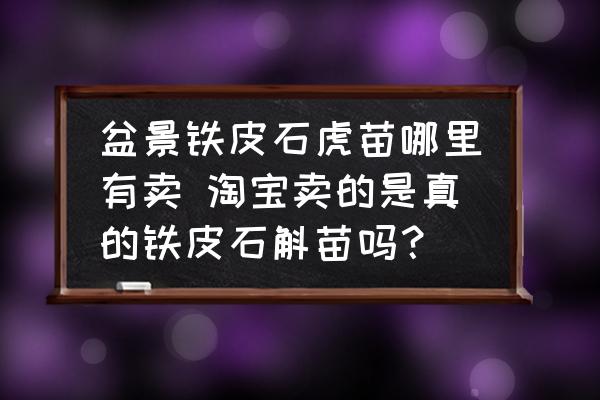 盆景鐵皮石虎苗哪里有賣 淘寶賣的是真的鐵皮石斛苗嗎？