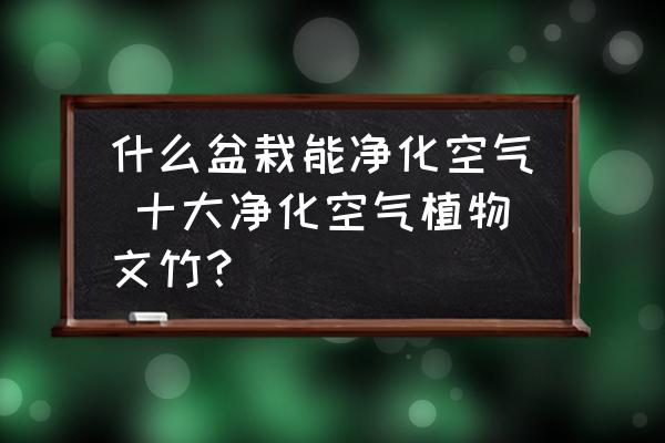 什么盆栽能凈化空氣 十大凈化空氣植物文竹？