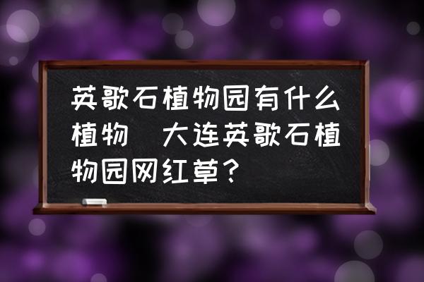 英歌石植物園有什么植物(大連英歌石植物園網(wǎng)紅草？)