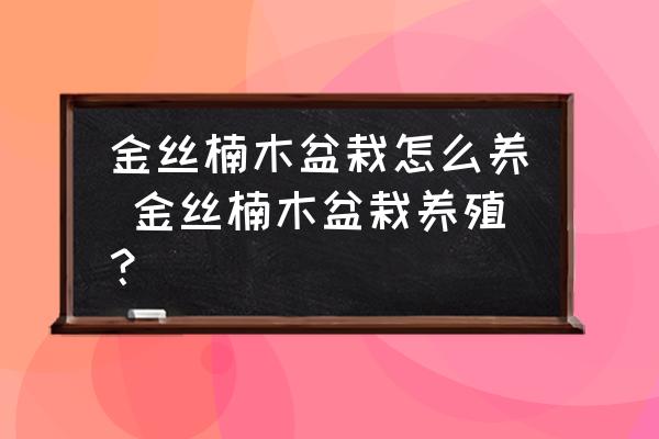 金絲楠木盆栽怎么養(yǎng) 金絲楠木盆栽養(yǎng)殖？