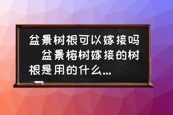 盆景樹根可以嫁接嗎(盆景榕樹嫁接的樹根是用的什么樹種？)