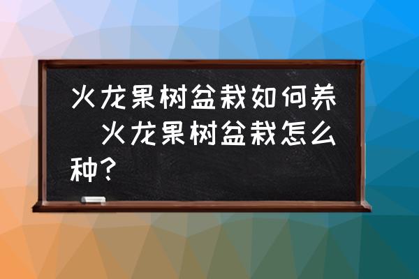 火龍果樹盆栽如何養(yǎng)(火龍果樹盆栽怎么種？)