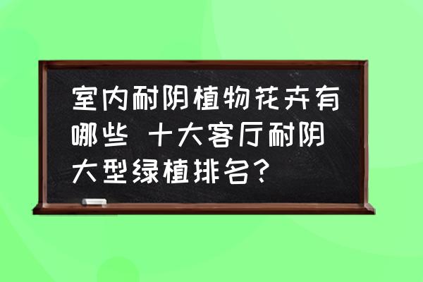 室內(nèi)耐陰植物花卉有哪些 十大客廳耐陰大型綠植排名？