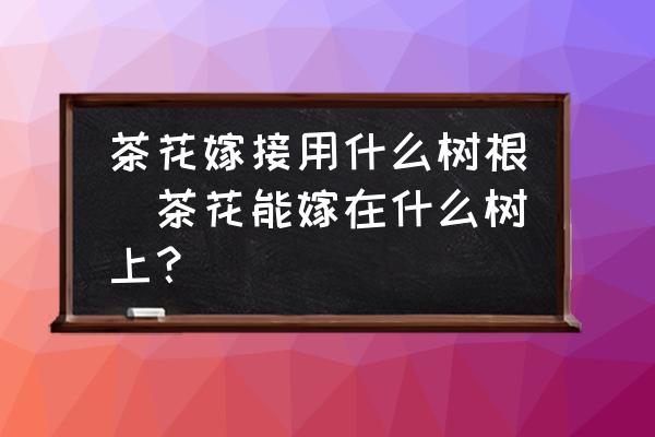 茶花嫁接用什么樹根(茶花能嫁在什么樹上？)