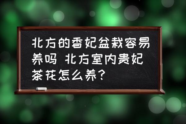 北方的香妃盆栽容易養(yǎng)嗎 北方室內(nèi)貴妃茶花怎么養(yǎng)？
