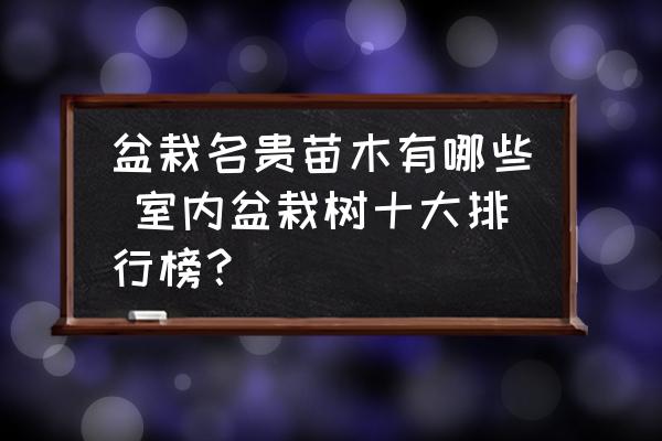 盆栽名貴苗木有哪些 室內(nèi)盆栽樹十大排行榜？