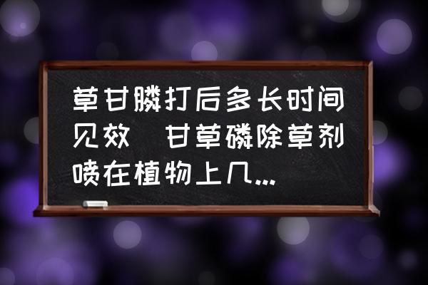 草甘膦打后多長時間見效(甘草磷除草劑噴在植物上幾小時能見效？)