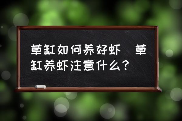 草缸如何養(yǎng)好蝦(草缸養(yǎng)蝦注意什么？)