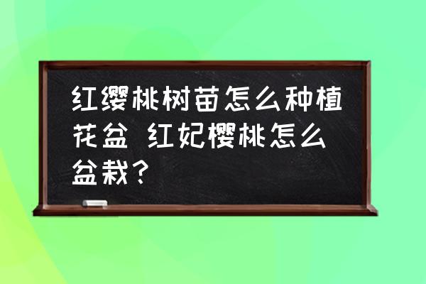 紅纓桃樹苗怎么種植花盆 紅妃櫻桃怎么盆栽？