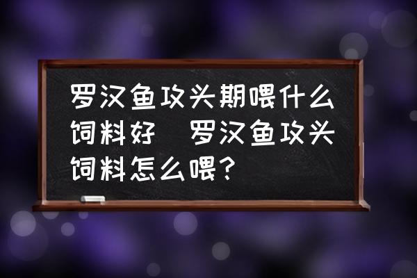 羅漢魚(yú)攻頭期喂什么飼料好(羅漢魚(yú)攻頭飼料怎么喂？)