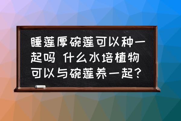 睡蓮厚碗蓮可以種一起嗎 什么水培植物可以與碗蓮養(yǎng)一起？