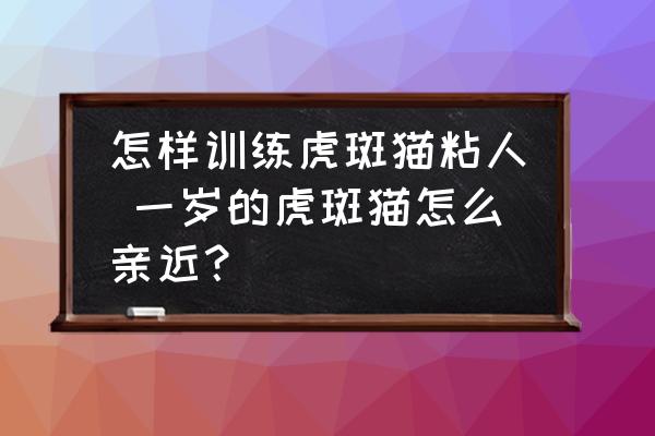 怎樣訓(xùn)練虎斑貓粘人 一歲的虎斑貓怎么親近？