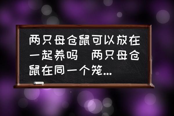 兩只母?jìng)}鼠可以放在一起養(yǎng)嗎(兩只母?jìng)}鼠在同一個(gè)籠子，會(huì)打架嗎？)