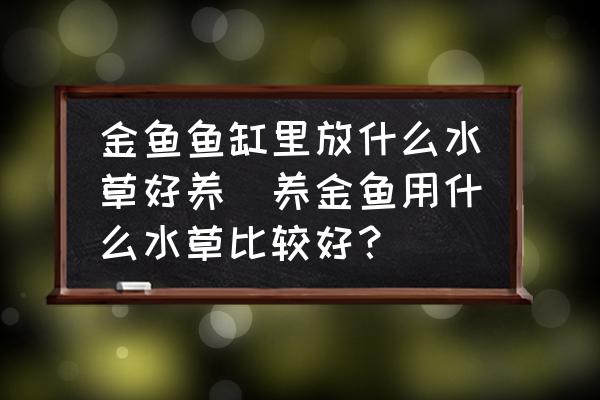 金魚(yú)魚(yú)缸里放什么水草好養(yǎng)(養(yǎng)金魚(yú)用什么水草比較好？)