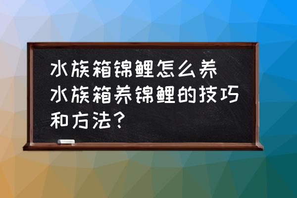 水族箱錦鯉怎么養(yǎng)(水族箱養(yǎng)錦鯉的技巧和方法？)