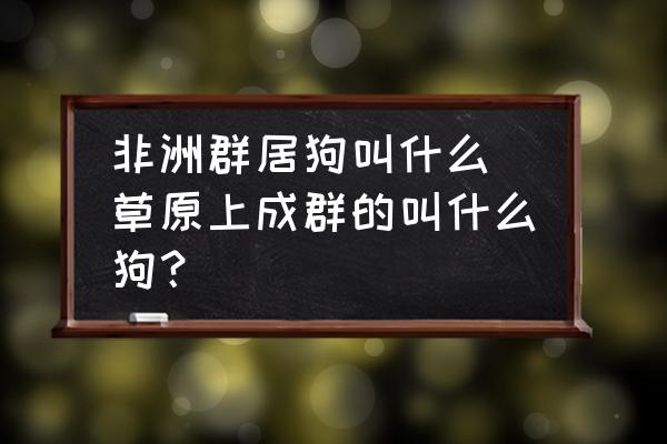 非洲群居狗叫什么 草原上成群的叫什么狗？