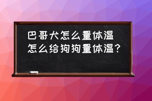 巴哥犬怎么量體溫(怎么給狗狗量體溫？)