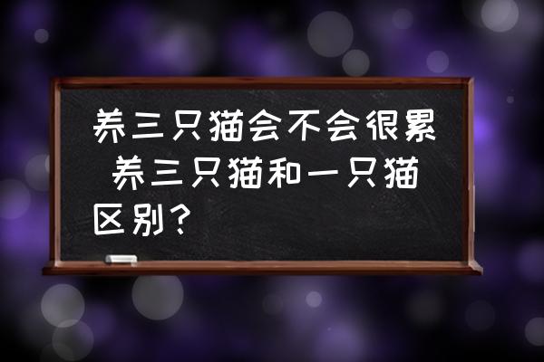 養(yǎng)三只貓會(huì)不會(huì)很累 養(yǎng)三只貓和一只貓區(qū)別？