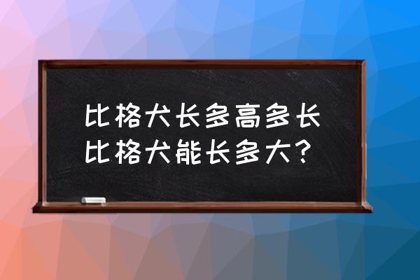 比格犬長(zhǎng)多高多長(zhǎng)(比格犬能長(zhǎng)多大？)