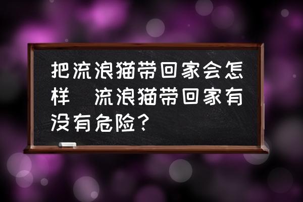 把流浪貓帶回家會怎樣(流浪貓帶回家有沒有危險？)