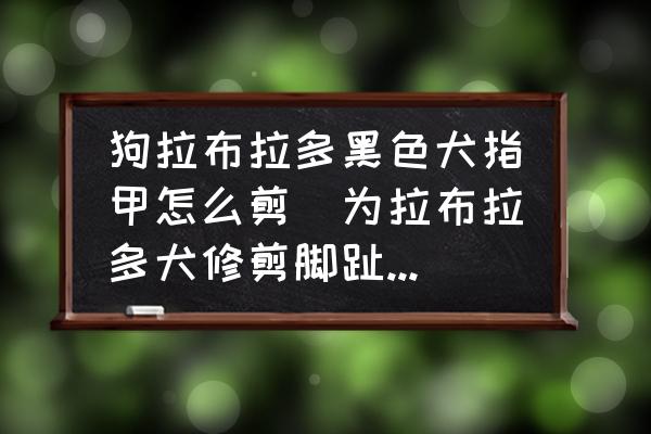 狗拉布拉多黑色犬指甲怎么剪(為拉布拉多犬修剪腳趾甲的正確方法？)