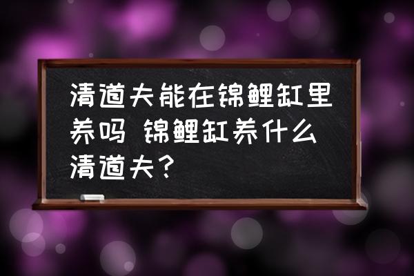 清道夫能在錦鯉缸里養(yǎng)嗎 錦鯉缸養(yǎng)什么清道夫？
