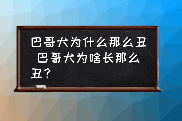 巴哥犬為什么那么丑 巴哥犬為啥長那么丑？