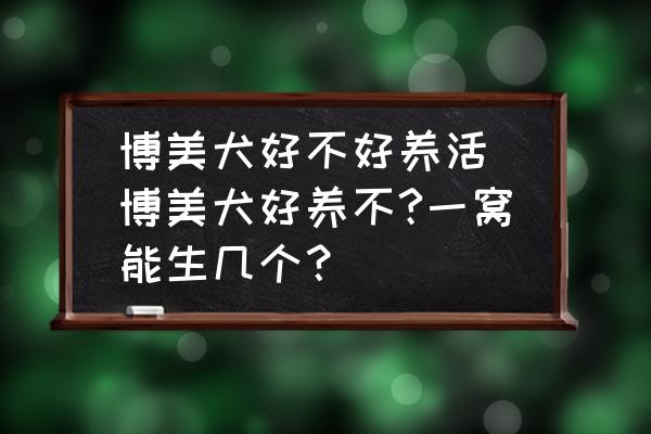 博美犬好不好養(yǎng)活 博美犬好養(yǎng)不?一窩能生幾個？