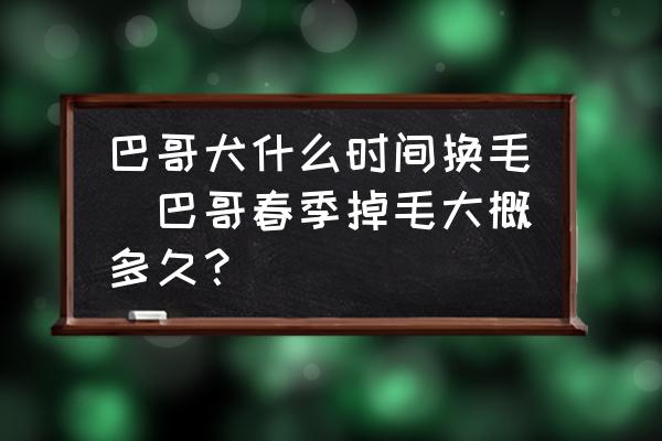 巴哥犬什么時間換毛(巴哥春季掉毛大概多久？)