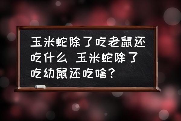 玉米蛇除了吃老鼠還吃什么 玉米蛇除了吃幼鼠還吃啥？